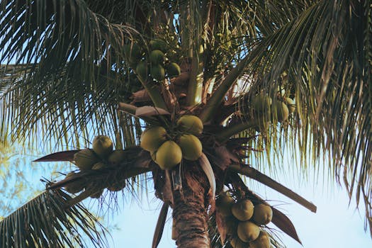 Batida de Coco